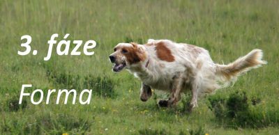 Běžecký plán pro pokročilé: 3. fáze – Forma