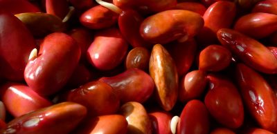 Klíčené luštěniny – ozvláštňující a nenahraditelný prvek ve zdravé výživě