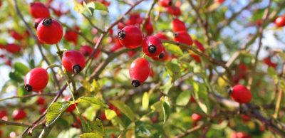 Výživa běžce (mikroživiny), 2. díl + tipy na podzimní jídelníček