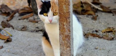 Sebedůvěra a běhání. Stydíte se běhat?