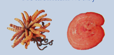 Rozhovor: Medicinální houby Reishi a Cordyceps se používají již tisíce let